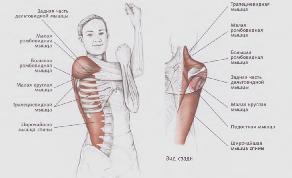 Растяжка мышц плечевого пояса