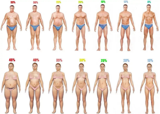 Процент жировой ткани у мужчин и женщин в разном возрасте